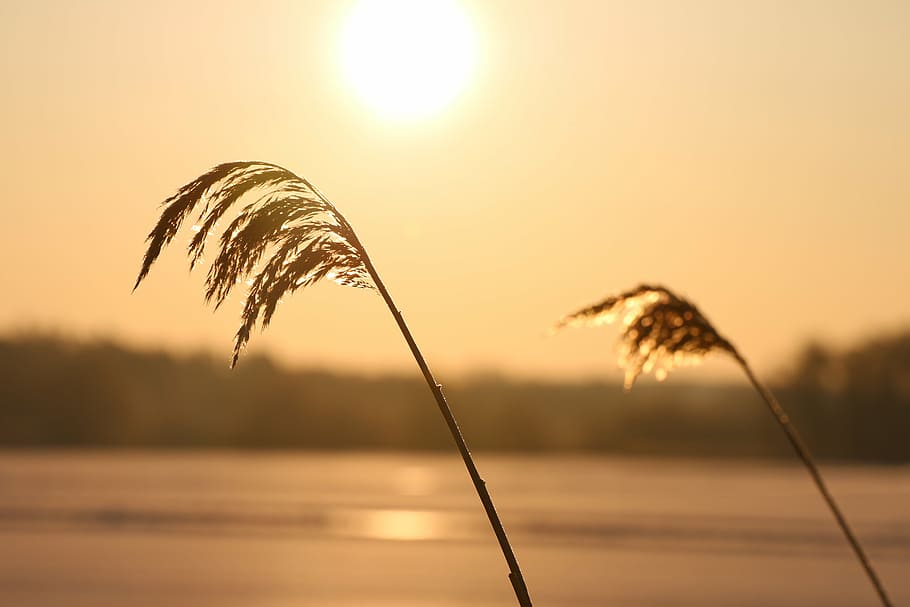 sunrise, solar, winter, sky, plant, sunset, nature, focus on foreground HD wallpaper