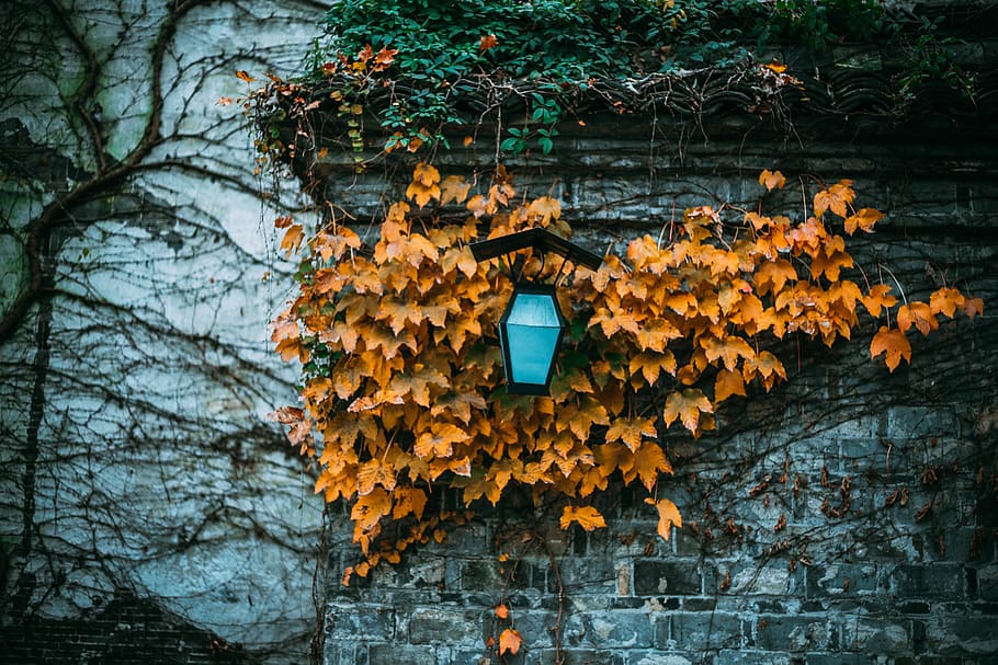 selective focus photography of orange maple leaves, blue and black lantern shallow focus photography HD wallpaper