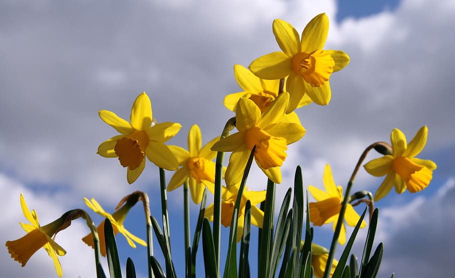 narcissus, air, spring, flowering plant, yellow, freshness HD wallpaper