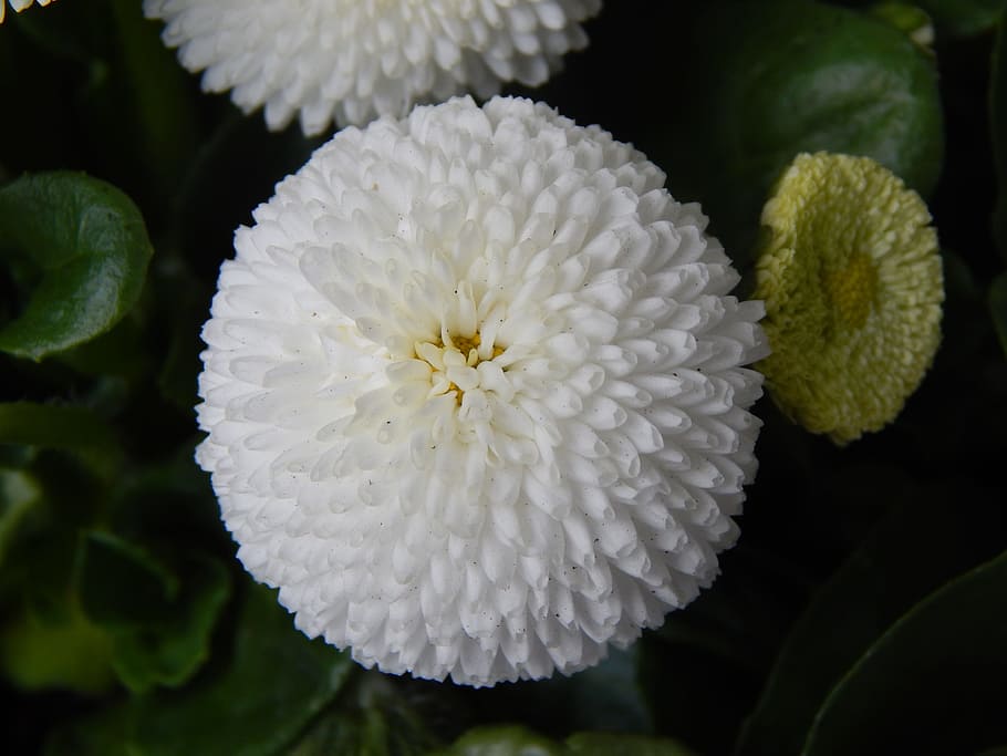 flowers, spring, white, green, flowering plant, vulnerability HD wallpaper