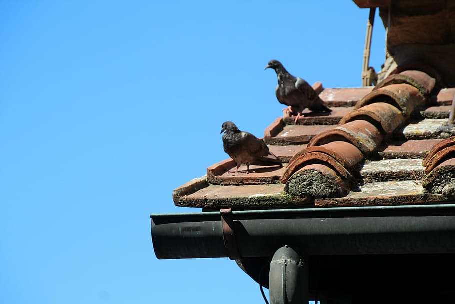 dove, pigeons, roof, sky, low angle view, animal themes, clear sky