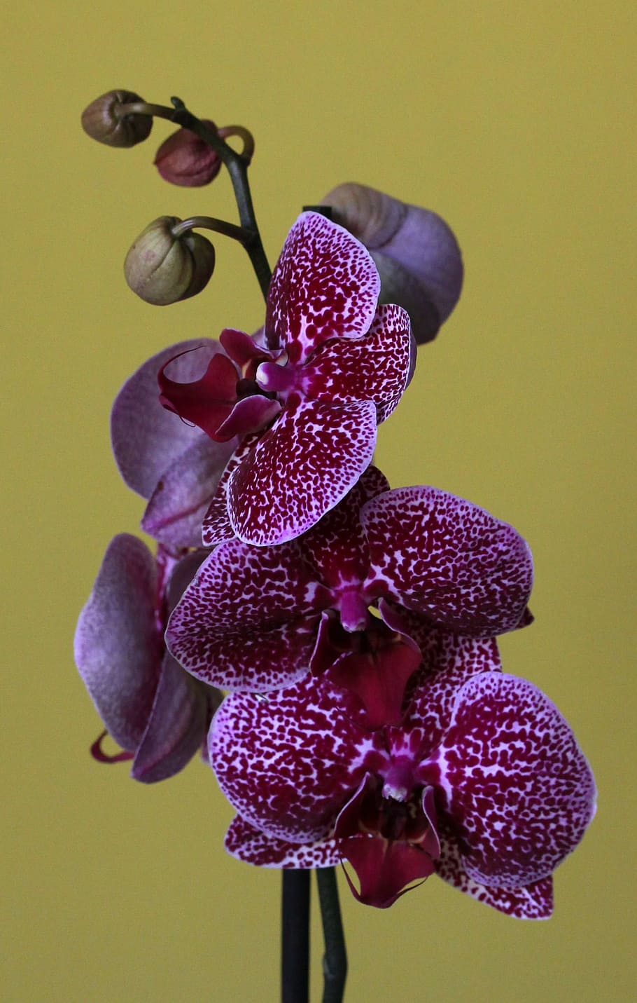 close-up photography of red moth orchids, flower, plant, flowering plant HD wallpaper