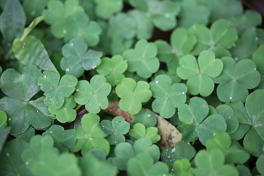 close-up photo of green leafed plants, greenery, clover, spring HD wallpaper