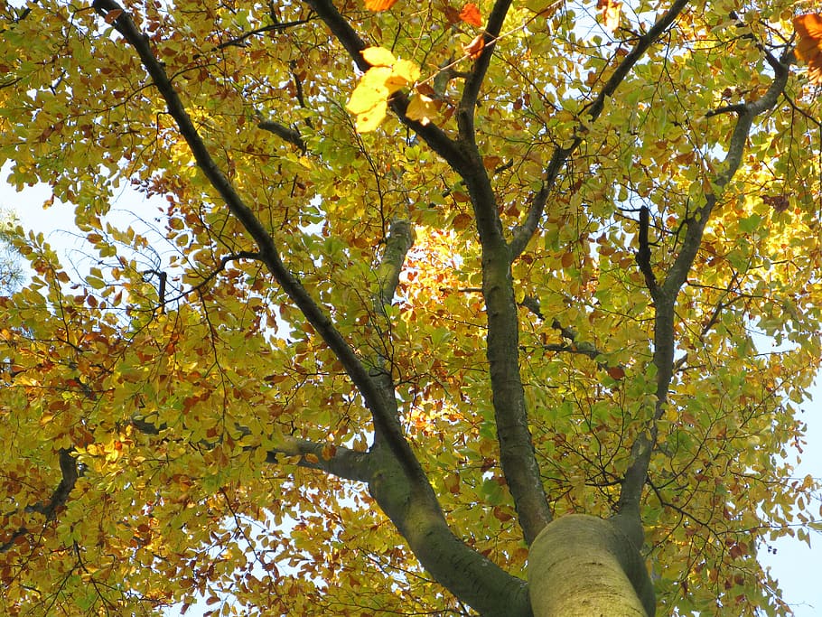 beech, beech forest, fagus sylvatica, treetops, reflected rays HD wallpaper