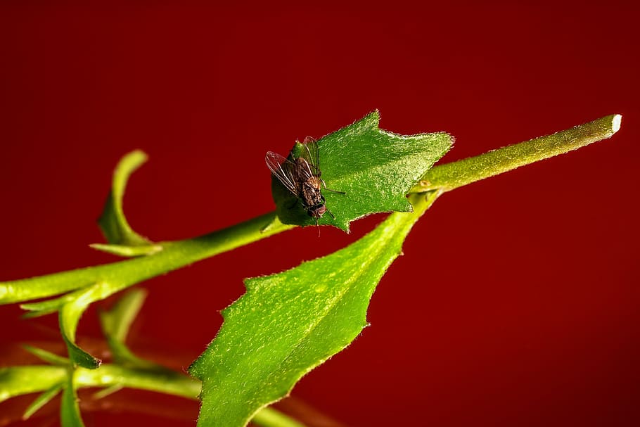fly, insect, wing, leaf, nature, green, red, animal, close HD wallpaper