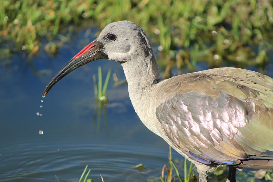bird, hadida, beak, animal, animal wildlife, animal themes HD wallpaper