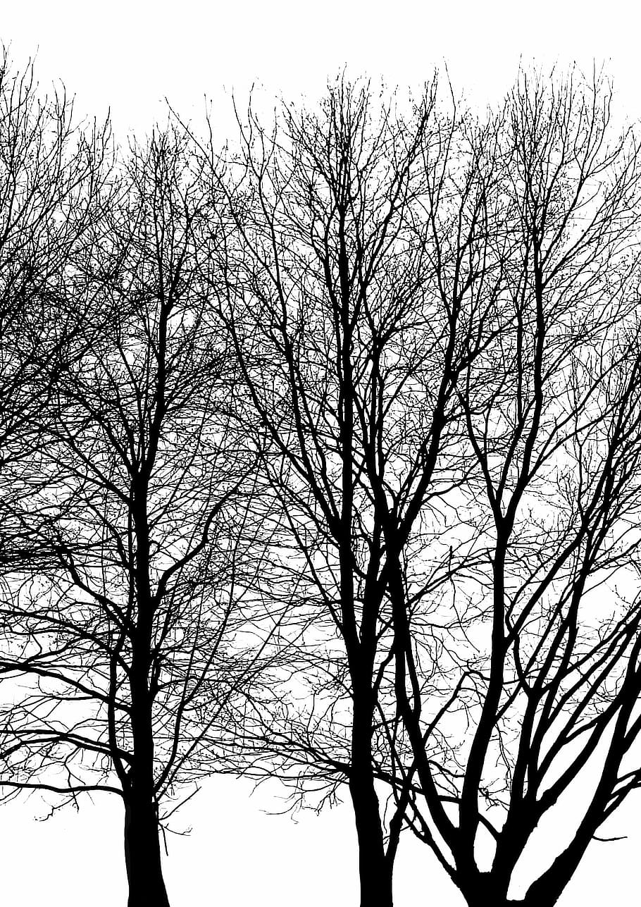 Tree, Branch, Trunk, Foliage, Contrast, winter, forest, tree branches HD wallpaper