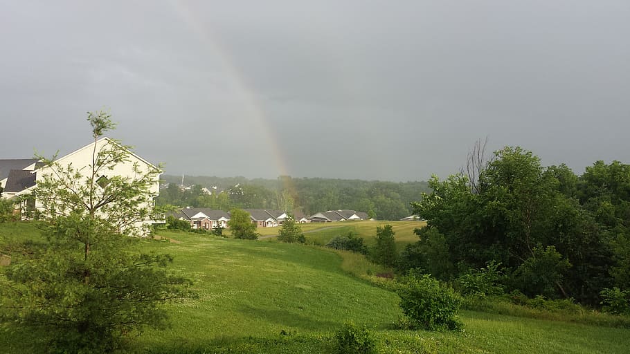 rainbows, after the rain, tree, plant, environment, beauty in nature HD wallpaper
