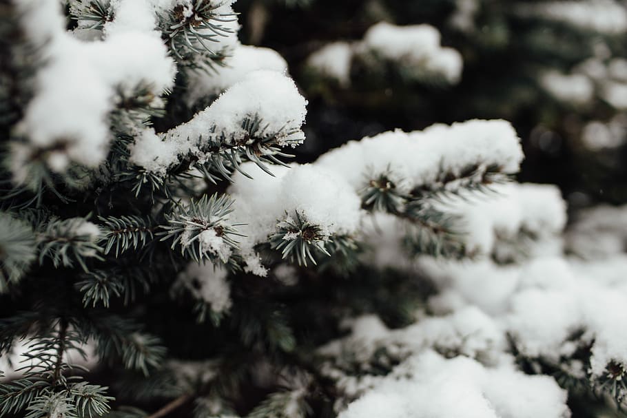 snow covered tree in macro photography, tree with snow, branch HD wallpaper