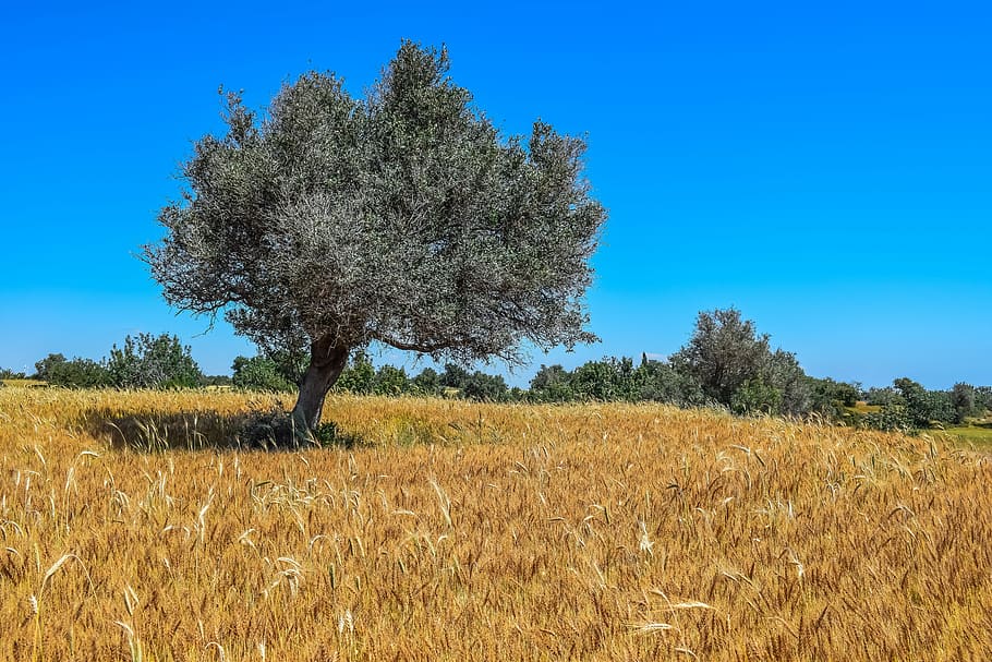 gray leafed tree surrounded by wheat field, nature, landscape HD wallpaper