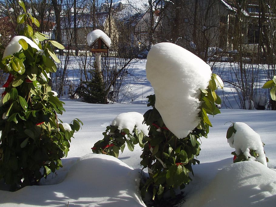 winter, aviary, snow, cold temperature, plant, white color HD wallpaper