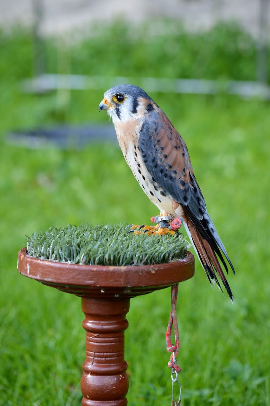 falcon, bird, raptor, perched, wildlife, aves, avian, fauna HD wallpaper