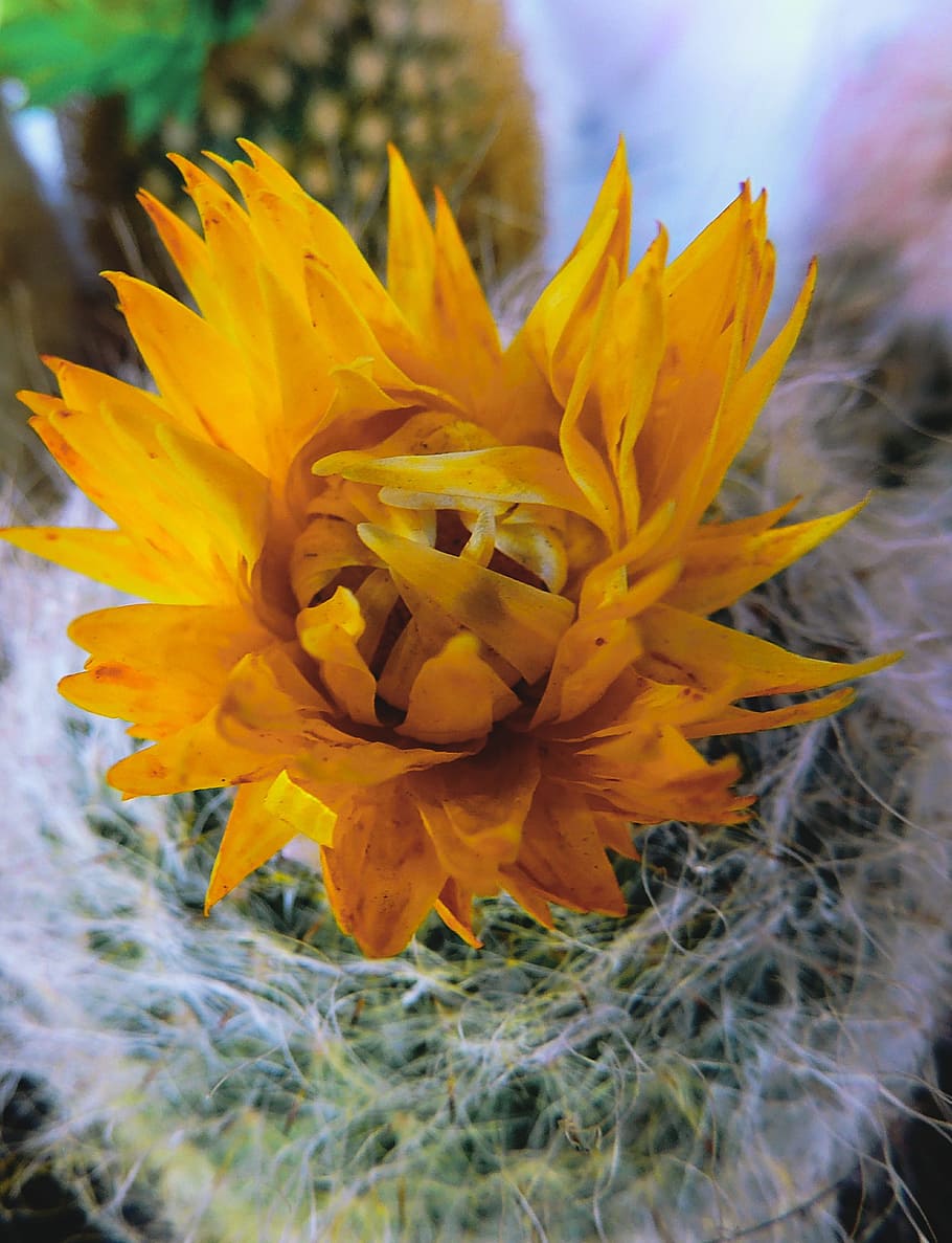 cactus, yellow, flower, flowering plant, fragility, vulnerability HD wallpaper