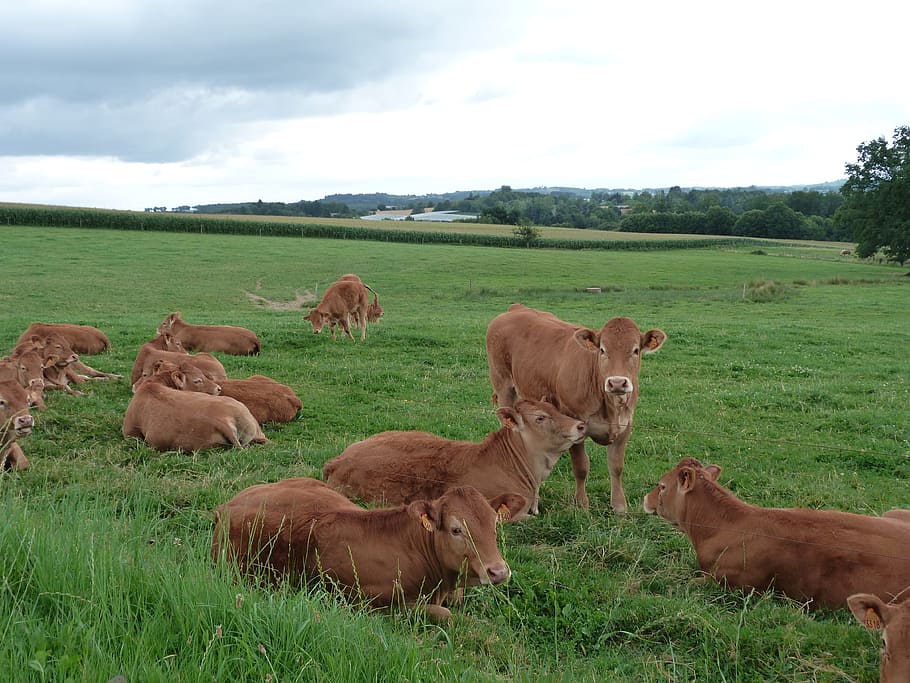cows, wide, landscape, nature, grass, whey, cattle, france HD wallpaper
