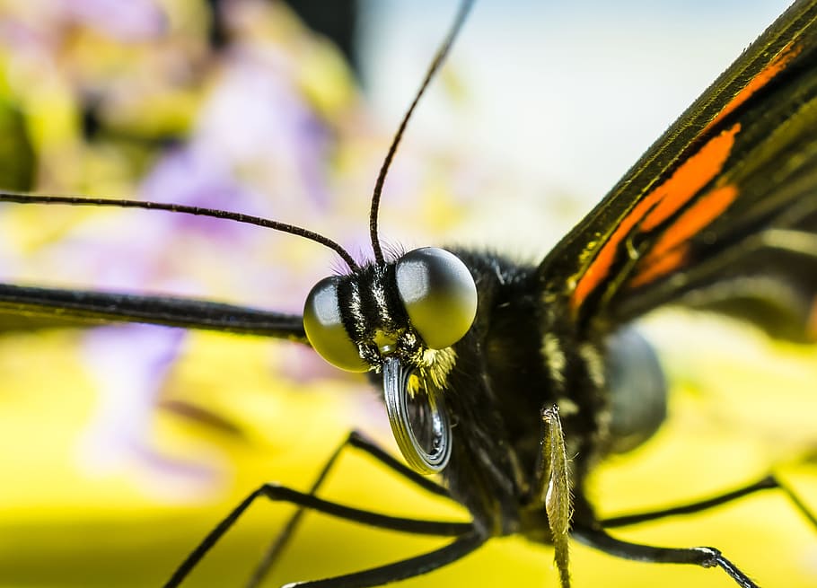 macro photography of black butterfly, insect, eyes, probe, proboscis, HD wallpaper