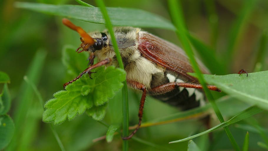 green, grass, spring, bug, leaves, plant, nature, animal themes HD wallpaper