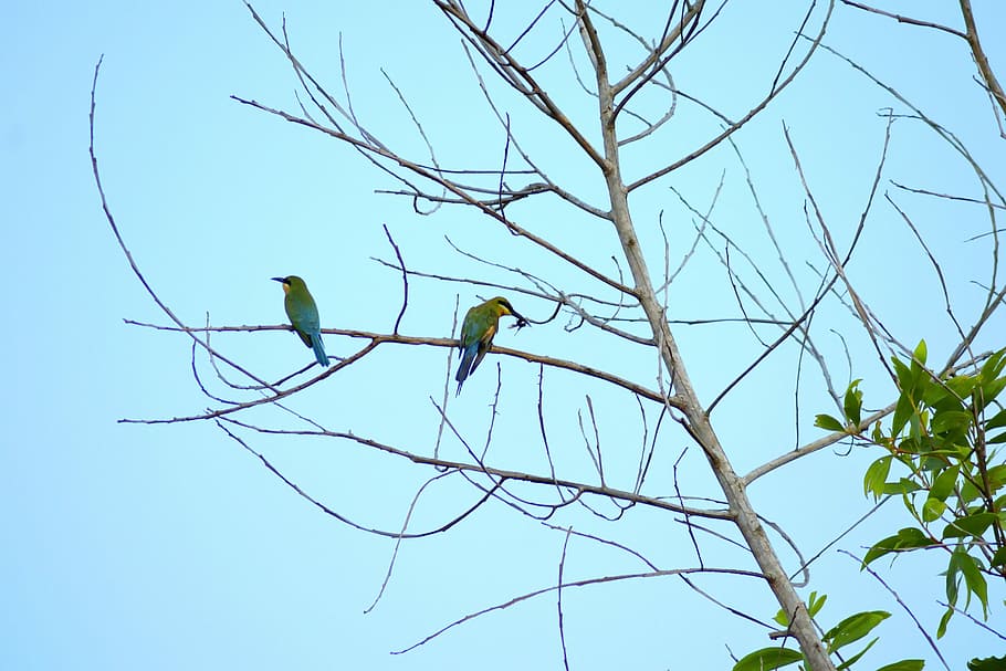 tree, trees, branch, bird, birds, life, animals, natural, nature HD wallpaper