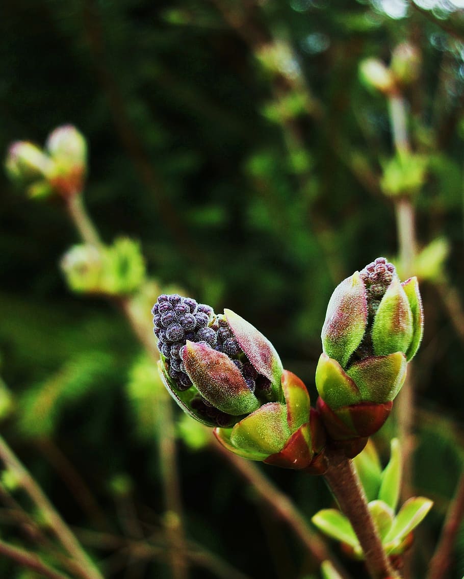 buds, lilac, blossom, spring, bloom, flower, green, purple HD wallpaper