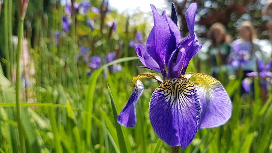 Flower, Iris, Meadow, Blue, Blossom, bloom, plant, nature, garden HD wallpaper