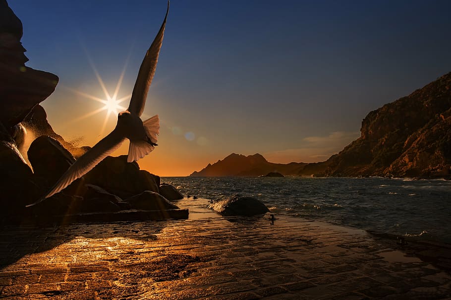 bird flying near the seashore, seagull, seevogel, water bird