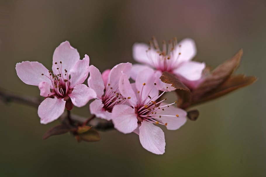 macro shot photography of purple flowers, nature, blossom, spring HD wallpaper