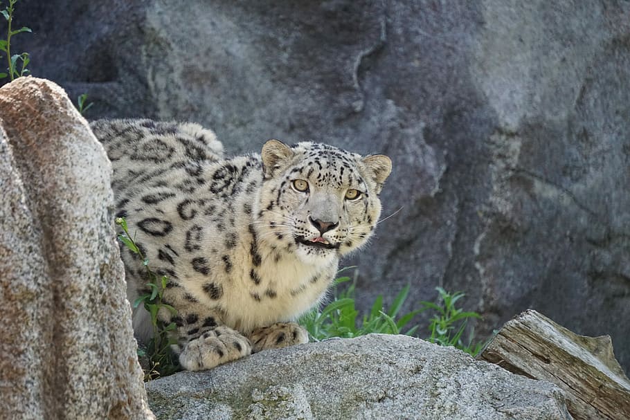 snow leopard, zoo, dangerous, predator, animal, mammal, carnivores HD wallpaper