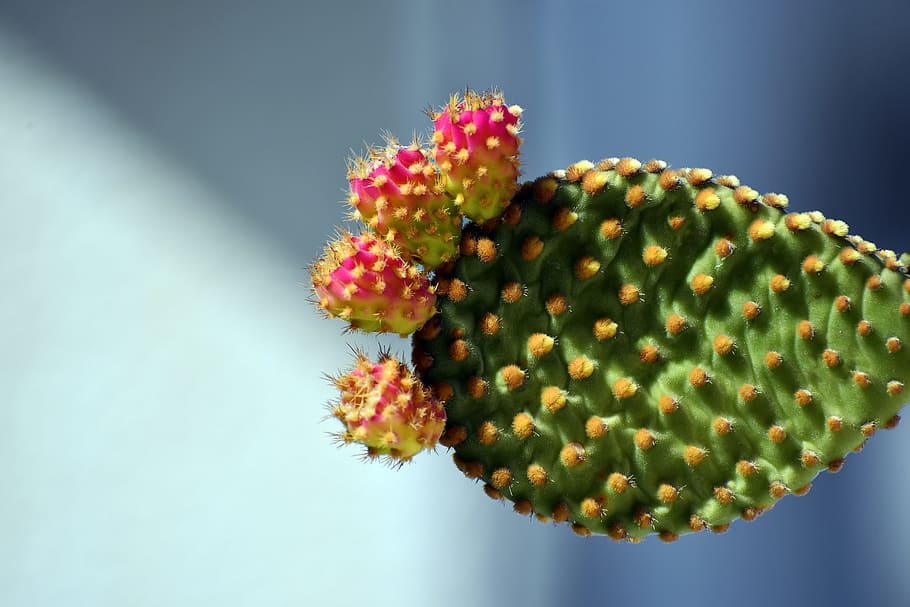 nature, flora, outdoors, leaf, closeup, flower, fruit, bright HD wallpaper
