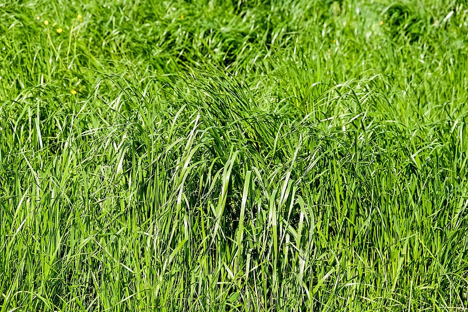 grass, meadow, grasses, green, nature, spring, plant, land HD wallpaper