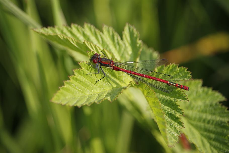 Dragonfly, Insect, Leaf, Nature, Close, leaves, animal, macro HD wallpaper