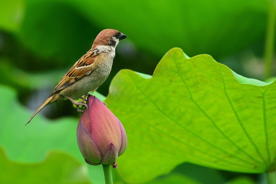 animal, bird, sparrow, one animal, plant, animal wildlife, animal themes HD wallpaper