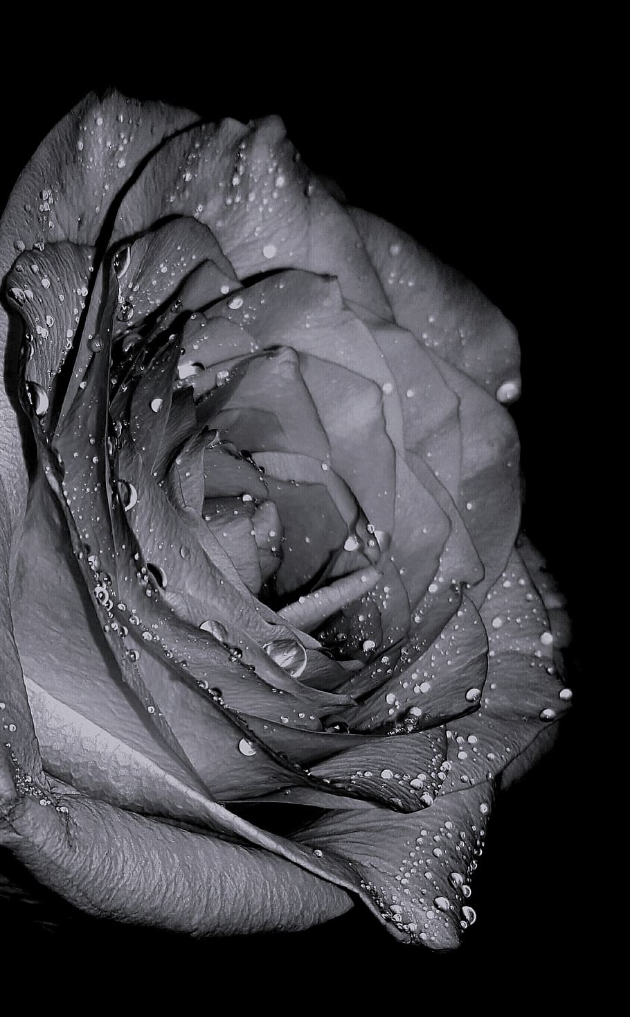 320x568px | free download | HD wallpaper: rose, beautiful, heart ...