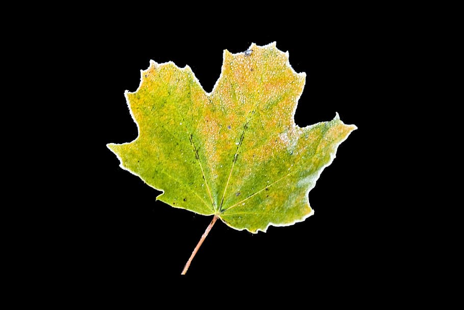 hoarfrost, autumn, leaf, maple, yellow, frozen, november, autumn decoration HD wallpaper