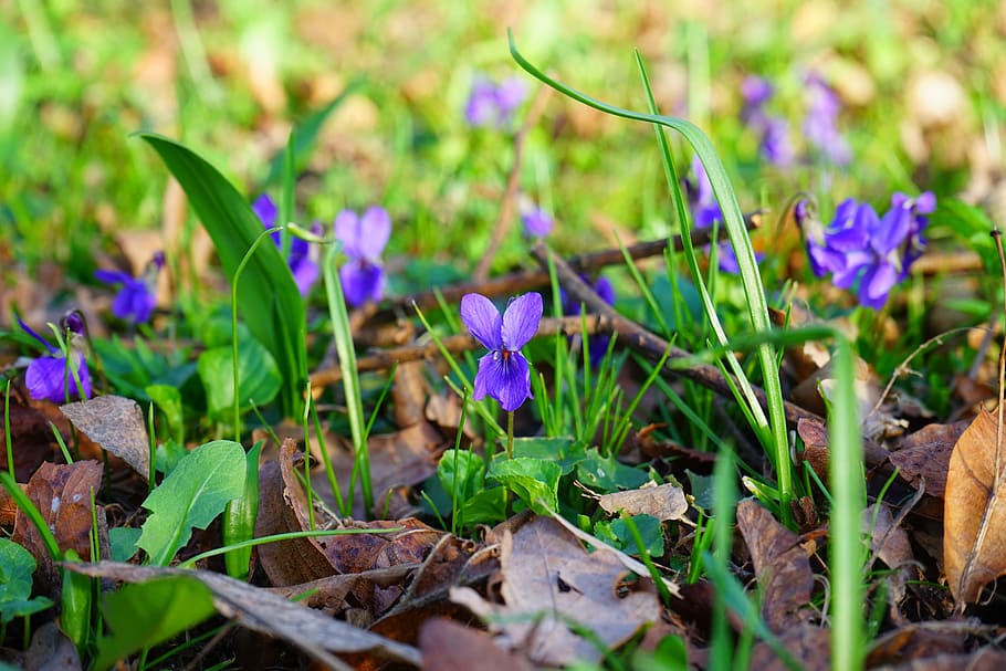 wald violet, flower, blossom, bloom, spring, harbinger of spring HD wallpaper