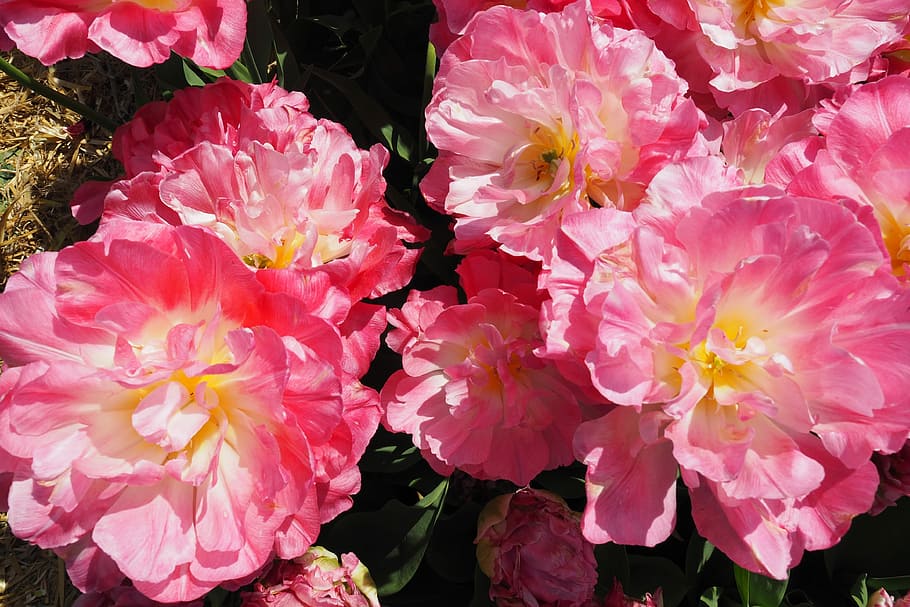 flower, flora, nature, garden, floral, petal, blooming, season HD wallpaper