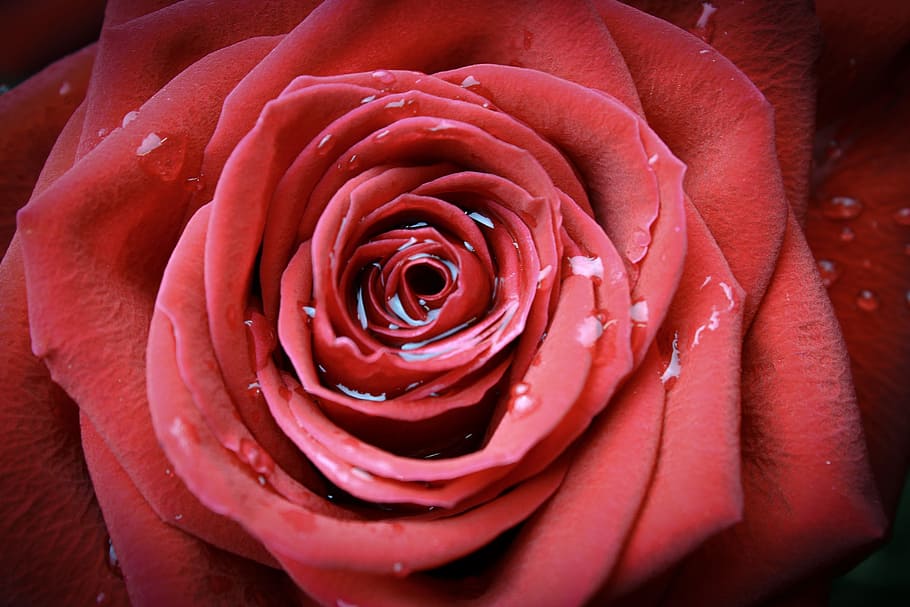 rose, flower, petal, affection, blooming, romance, fresh, fragrant HD wallpaper