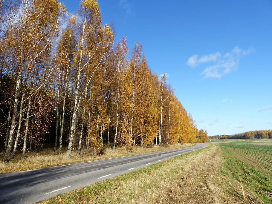 autumn, colors, tree, sky, cloud, road, nature, forest, plant HD wallpaper