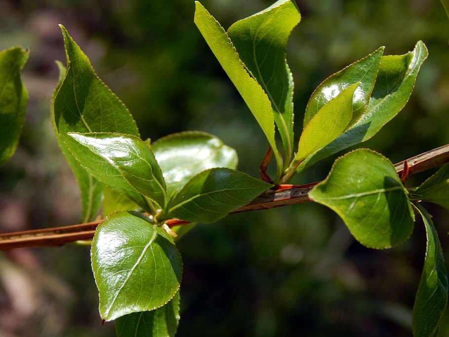 twig, green, brown, spring, leaf, plant part, green color, growth HD wallpaper