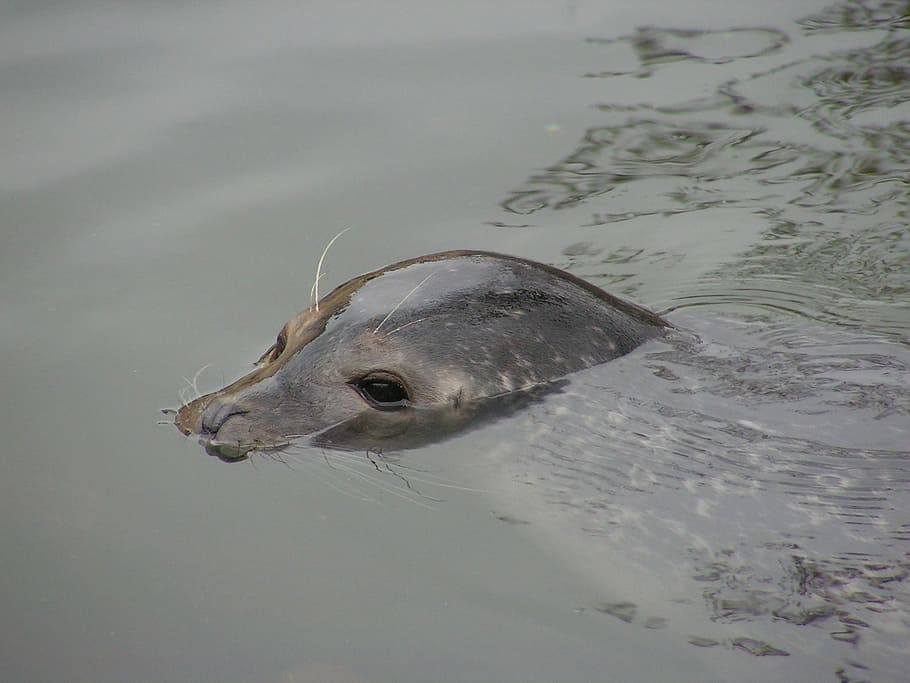 Seal, Head, Water, Surface, Eye, Detail, one animal, fish, animal wildlife HD wallpaper