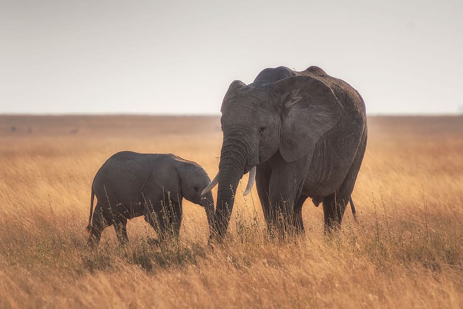 elephants standing on dried grass, elephant and baby elephant standing during daytime, HD wallpaper