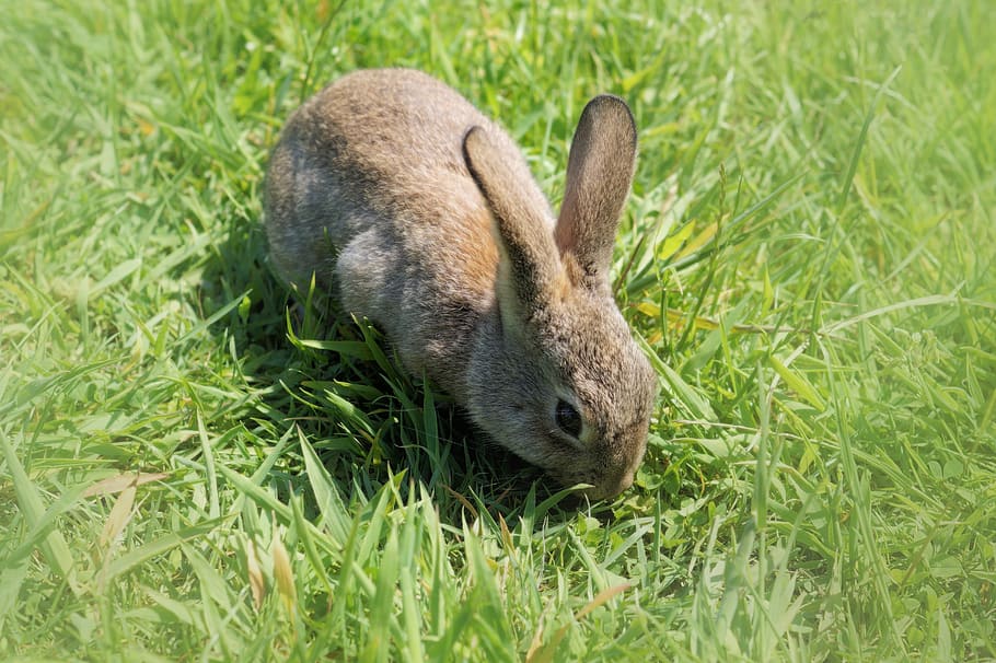 Hare, Dwarf Rabbit, long eared, easter, easter bunny, rabbit - Animal HD wallpaper