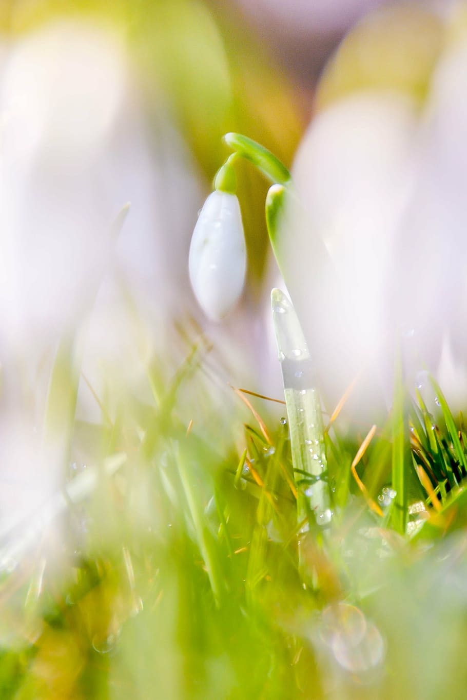 snowdrop, plant, spring, green, macro, white, flowers, snowdrops HD wallpaper