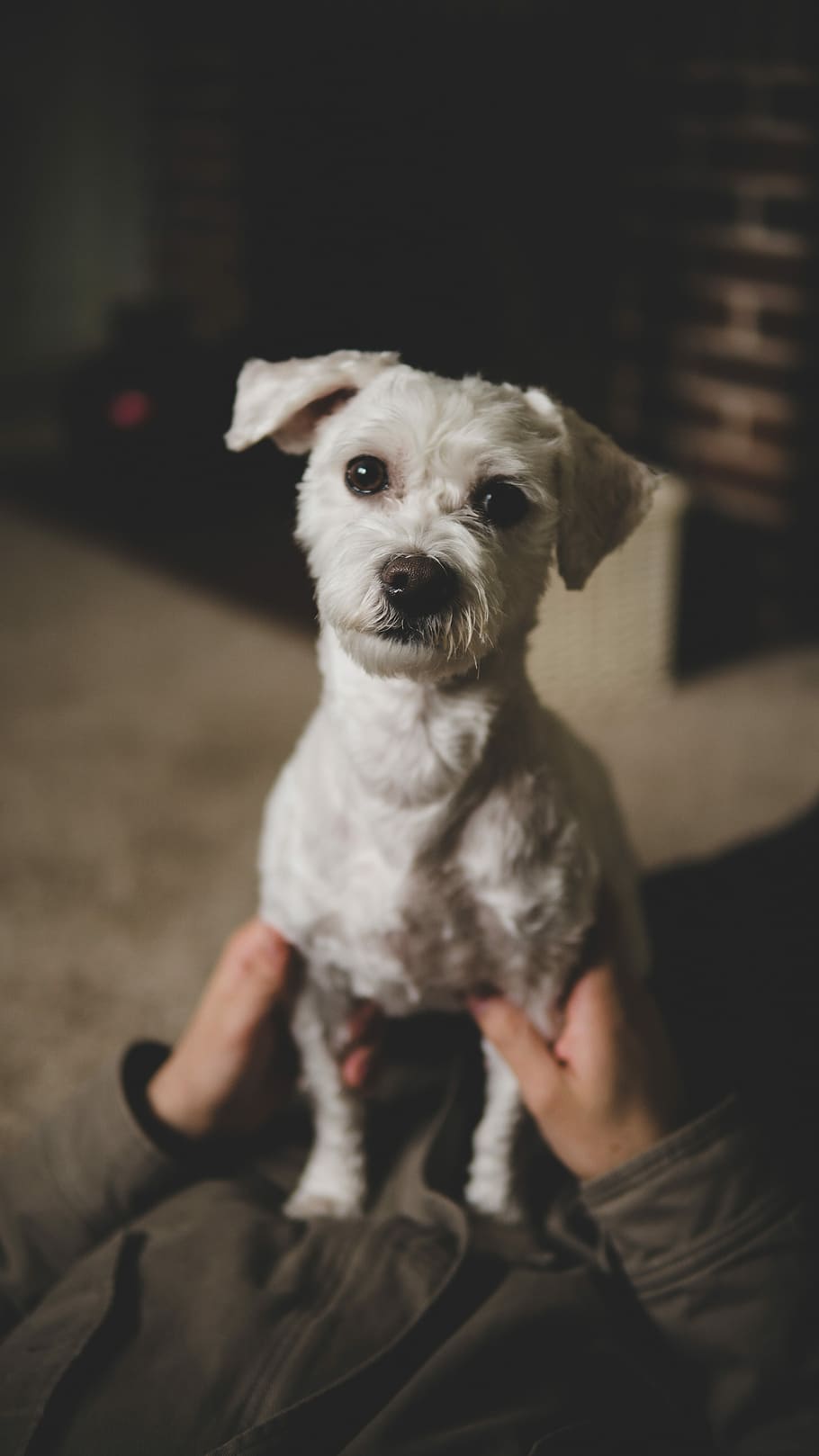 person holding white dog, adult white Maltese on focus photo