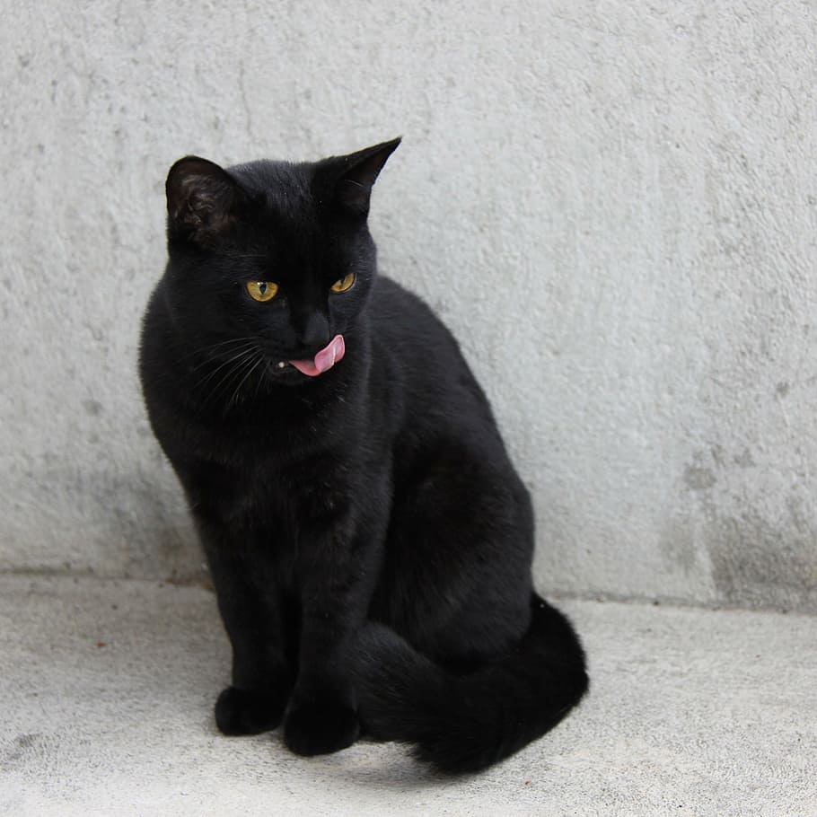 black cat, animal, domestic Cat, pets, feline, mammal, cute HD wallpaper