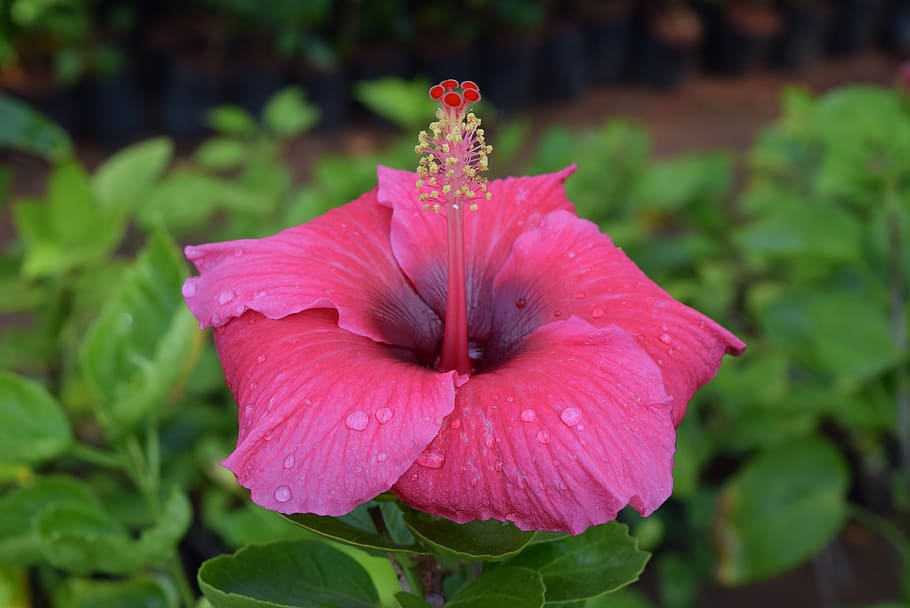 hibiscus rosa-sinensis, flower, deep pink, nature, plant, petal, HD wallpaper