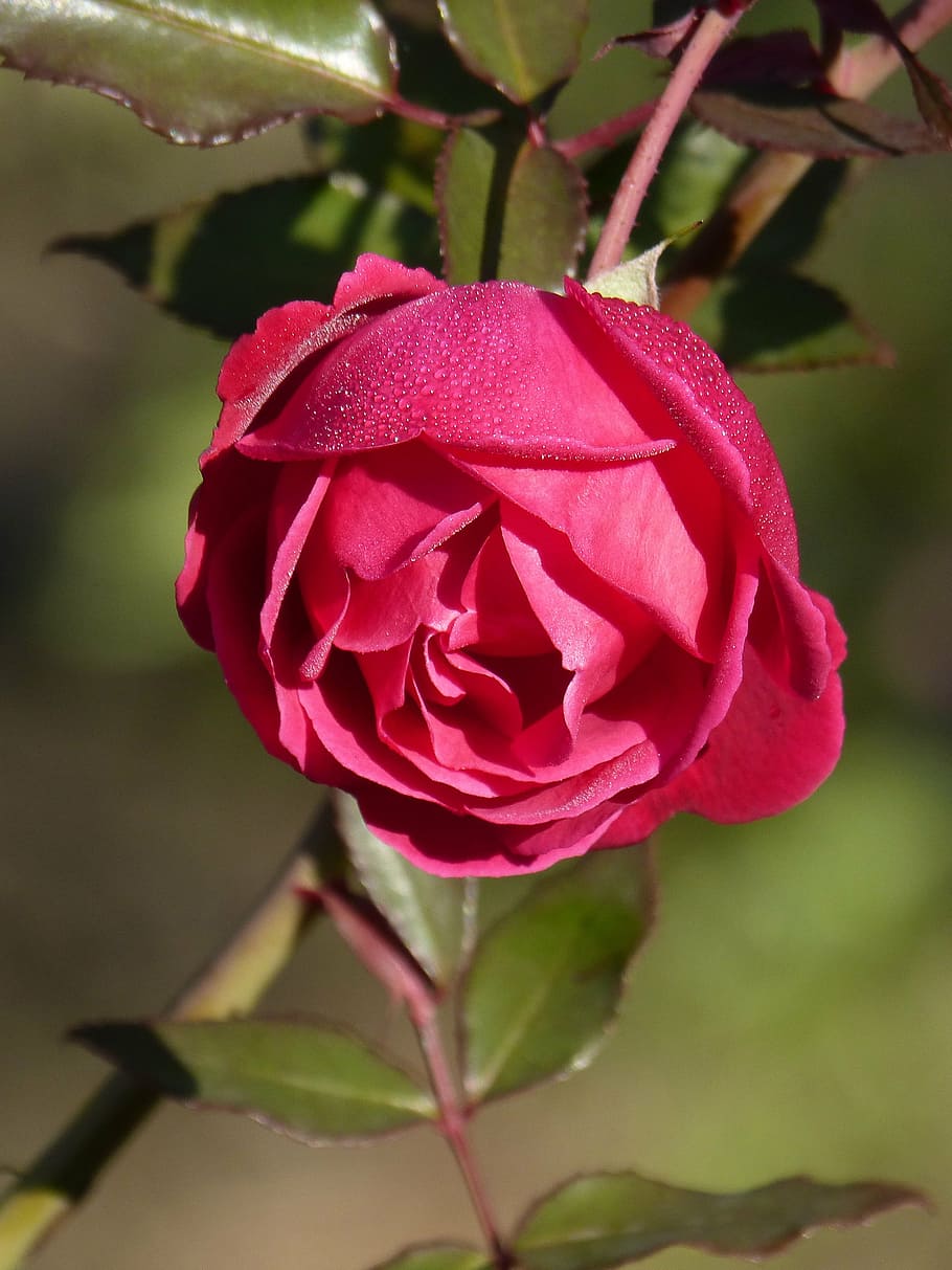 rosa, rocio, flower freshness, flowering plant, beauty in nature HD wallpaper