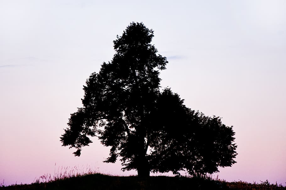 tree, morning, silhouette, sunrise, hill, landscape, mood, torrybaum, HD wallpaper