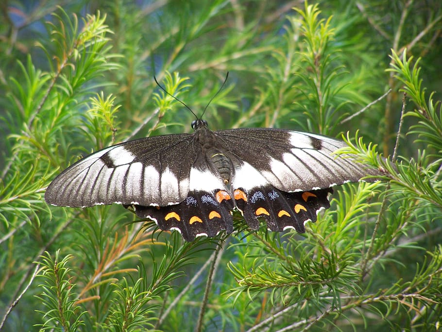 butterfly, shrub, nature, plant, insect, summer, garden, greenery HD wallpaper