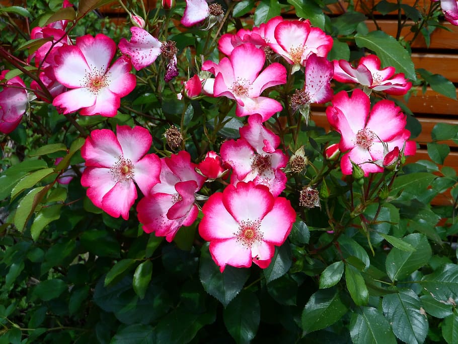 rose, shrub rose pretty kiss, bi color, red, white, rose greenhouse, HD wallpaper