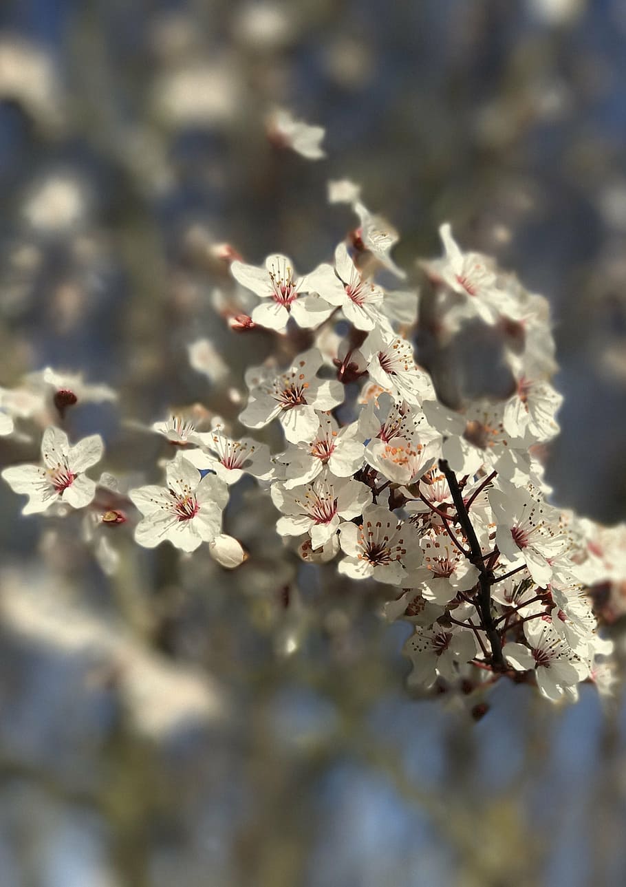 blossom, spring, nature, bloom, blooming, tree, growth, white HD wallpaper
