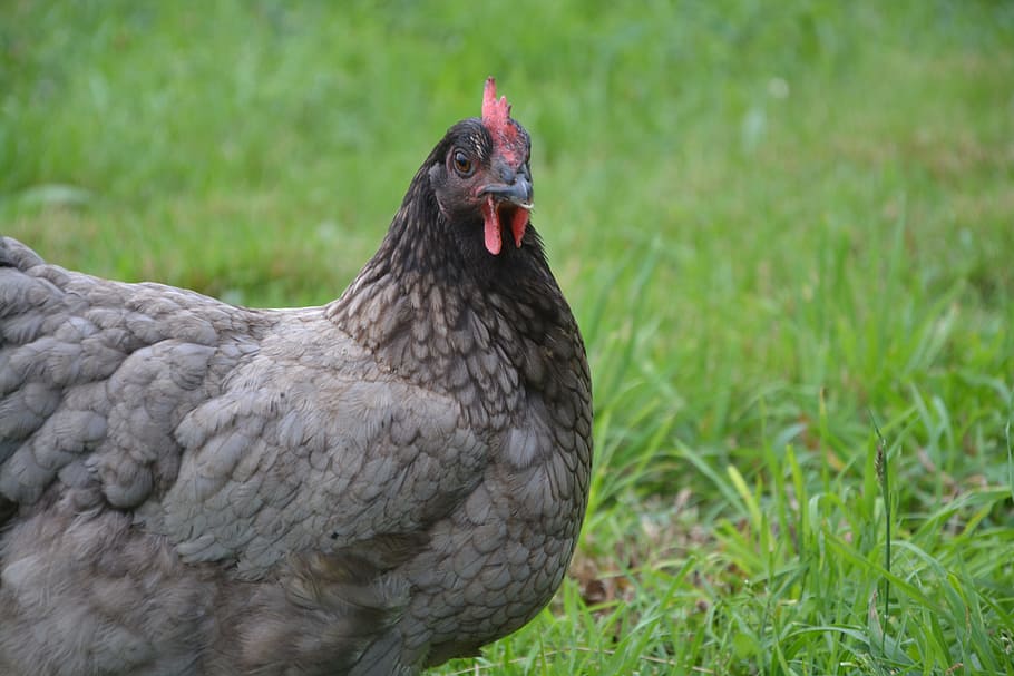 laying hen, grey ash, farm, domestic animal, nature, field, HD wallpaper